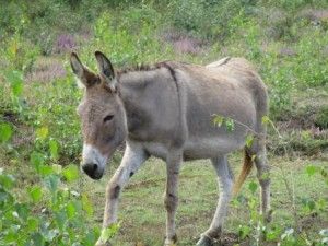 bannink_natuurbegrazing_ander_vee_ezel.jpg