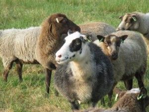 Shetland schapen