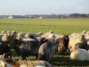 natuurbegrazing_bannink_nieuws_01.jpg