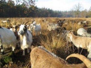 Staatsbosbeheer Emmen