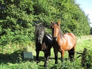 bannink_natuurbegrazing_ander_vee_paarden_belgen.jpg