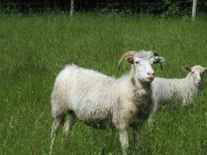 Weisse Gehörnte Heideschnucke