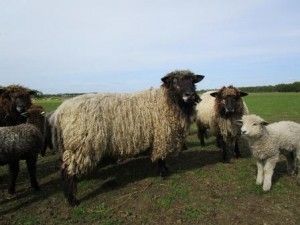 Leicester longwool