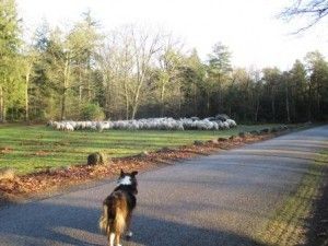 Gemeente Borger-Odoorn