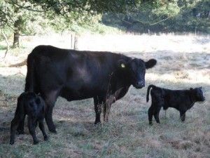 bannink_natuurbegrazing_ander_vee_aberdeen_angus.jpg