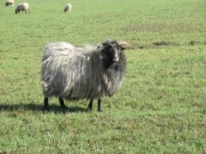 Graue Gehörnte Heideschnucke