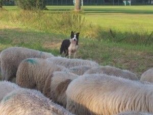 bannink_border_collies.jpg