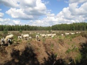 Bentheimer Landschaf